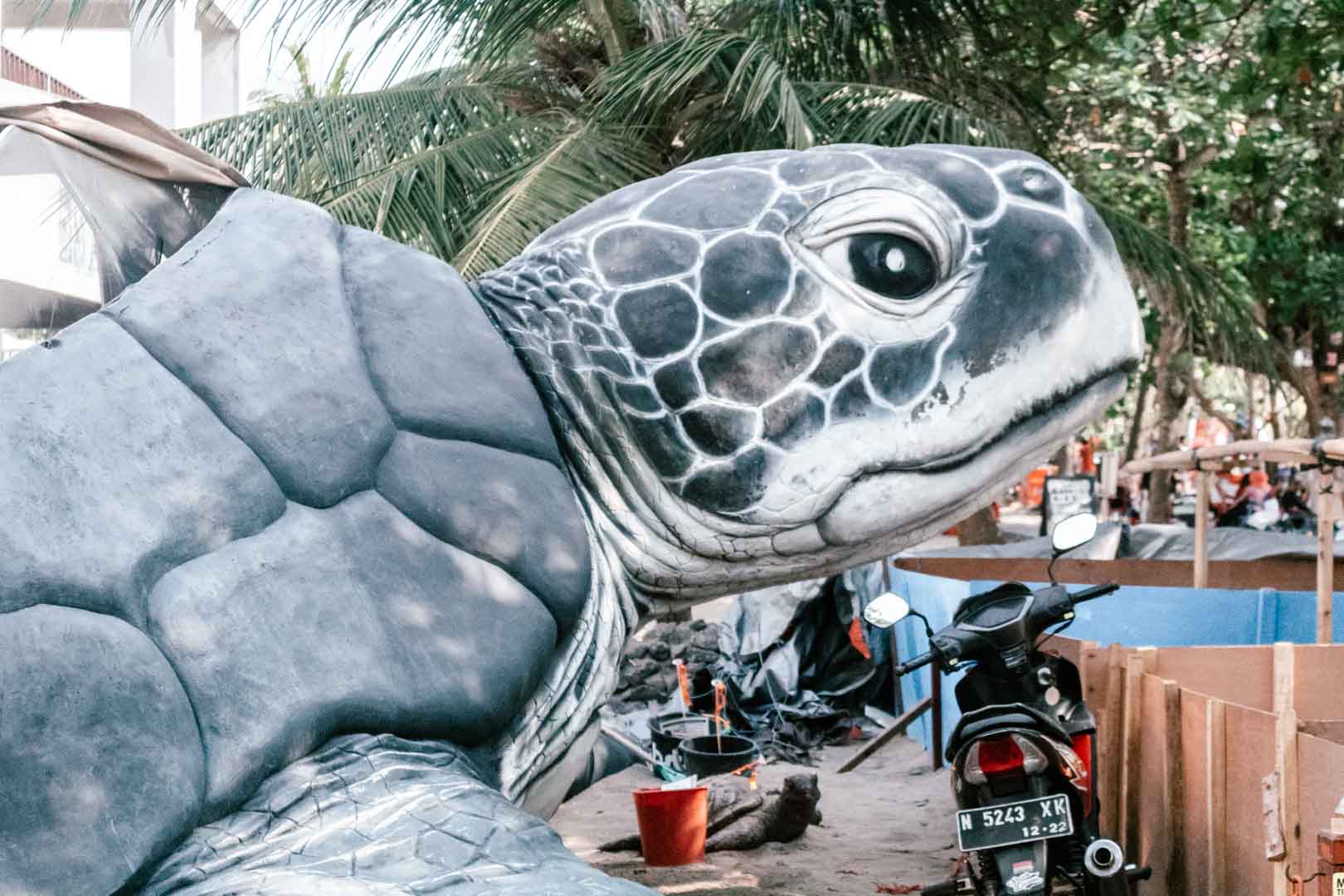 Releasing Turtles In Bali, Indonesia (The Bali Sea Turtle Society)