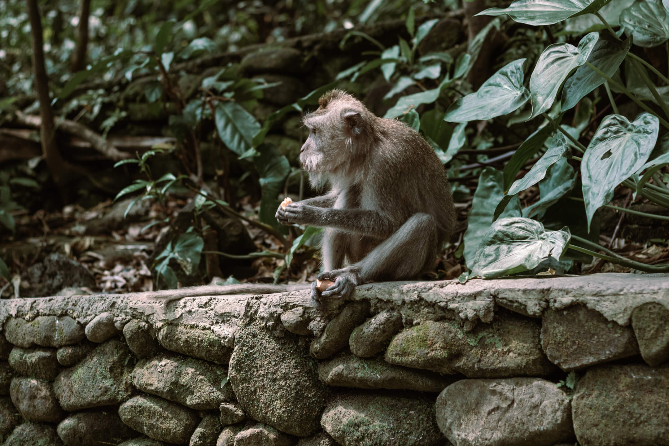 Macaque in Ubud Monkey Forest in Bali