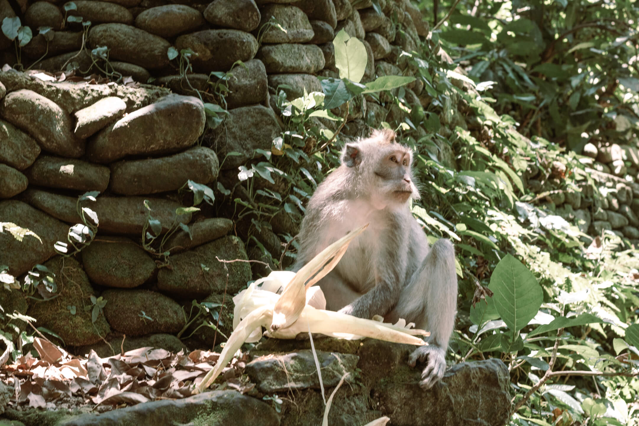The Sacred Monkey Forest Sanctuary in Ubud