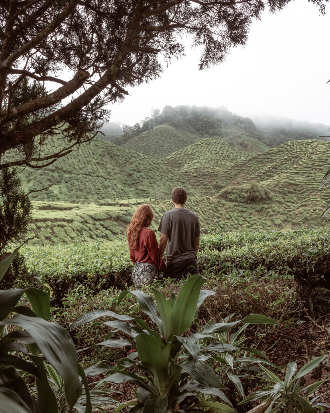 Couple at tea plantation in Cameron Highlands