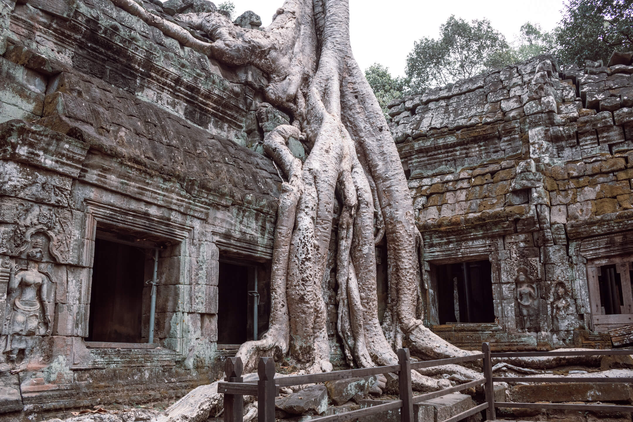 Tree wrapping around temple in Ta Phrom, Angkor Wat.