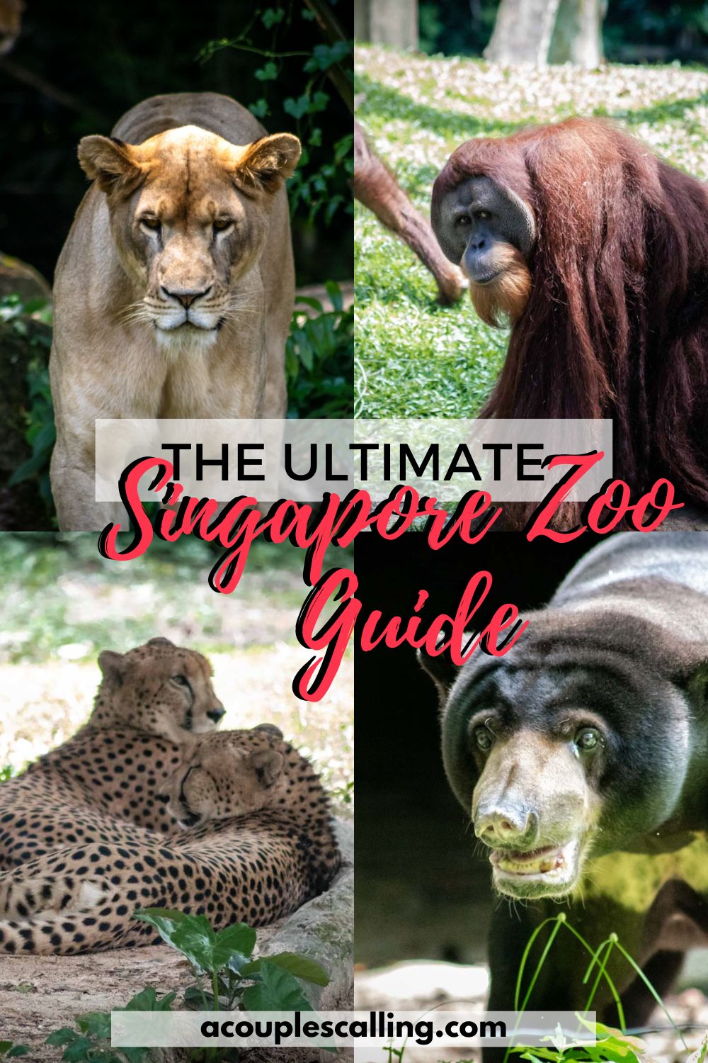 Singapore Zoo guide