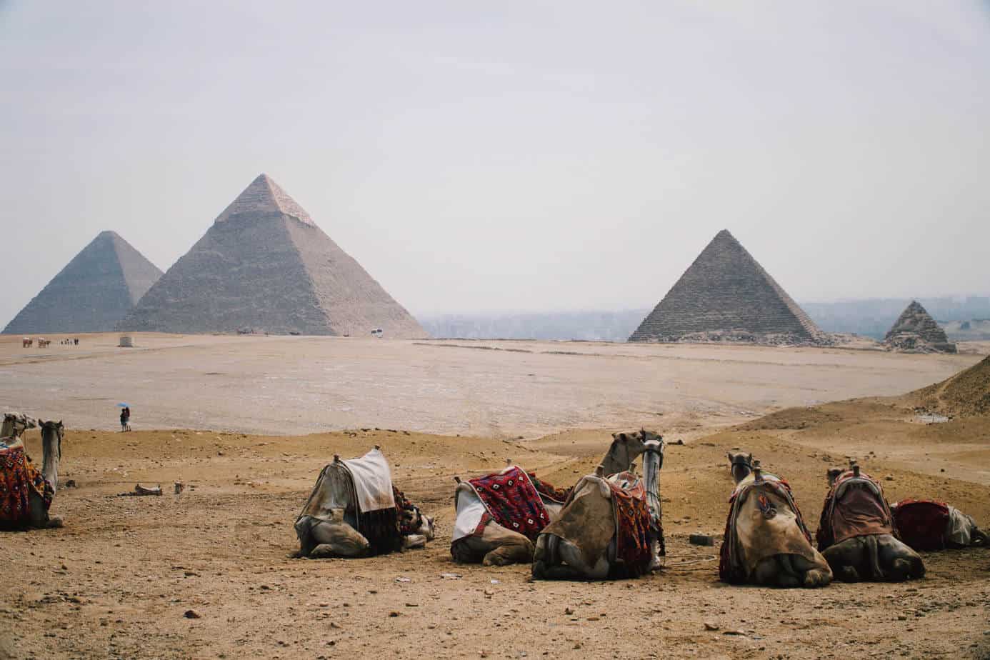 Camels sitting in front of the Great Pyramids of Giza, Egypt