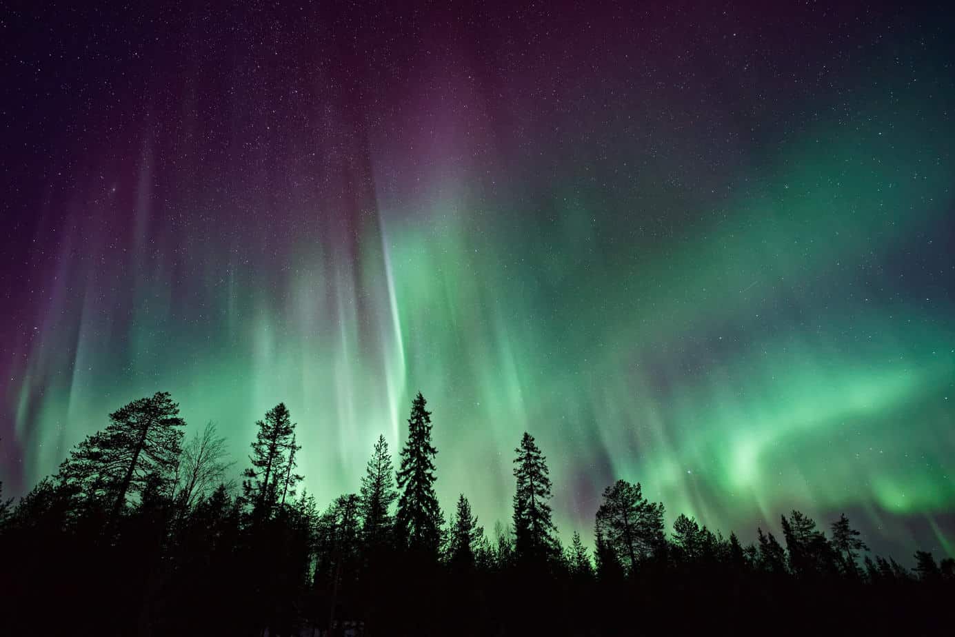 The northern lights above fir trees
