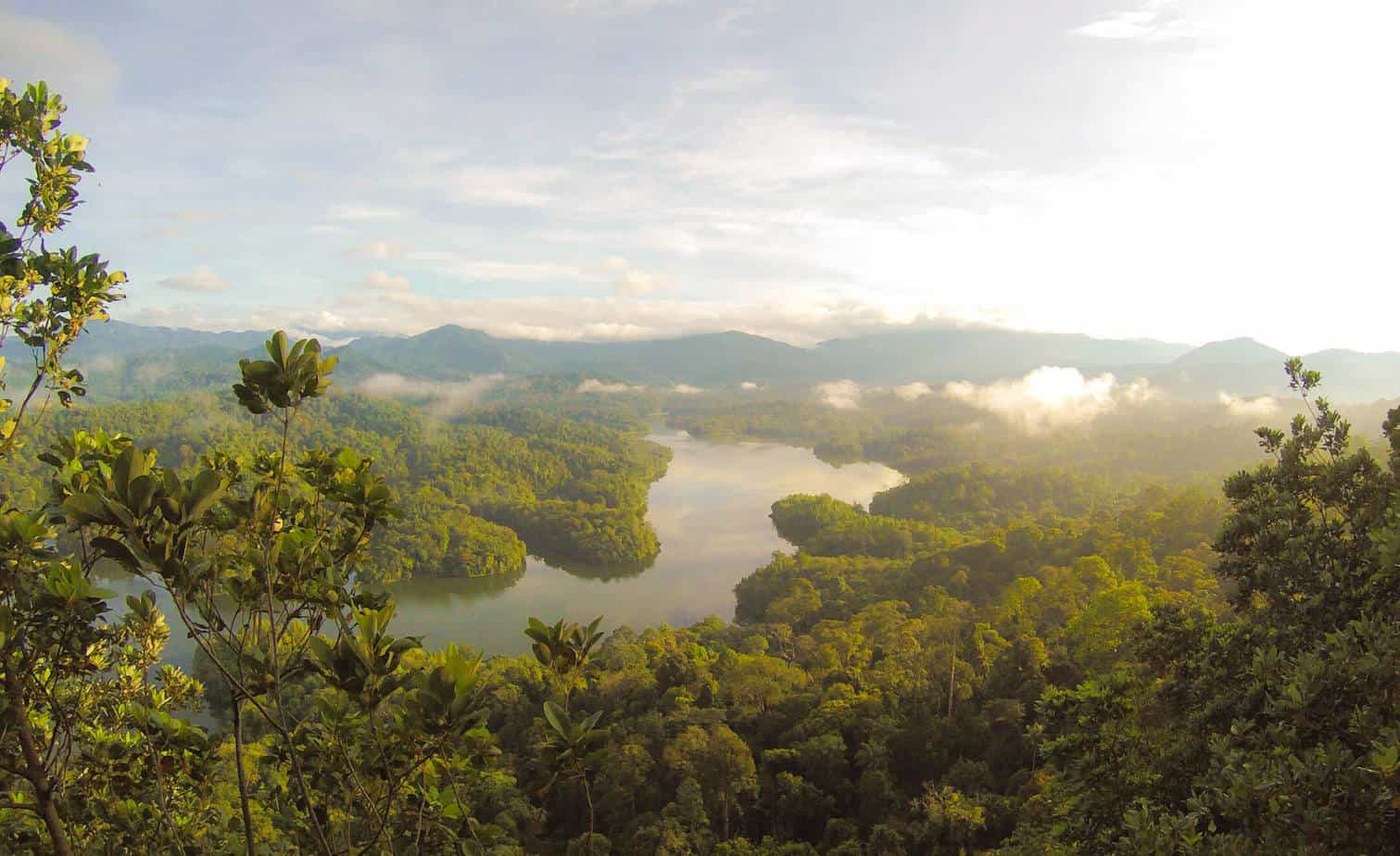 Aerial View of a river running through a rainforest