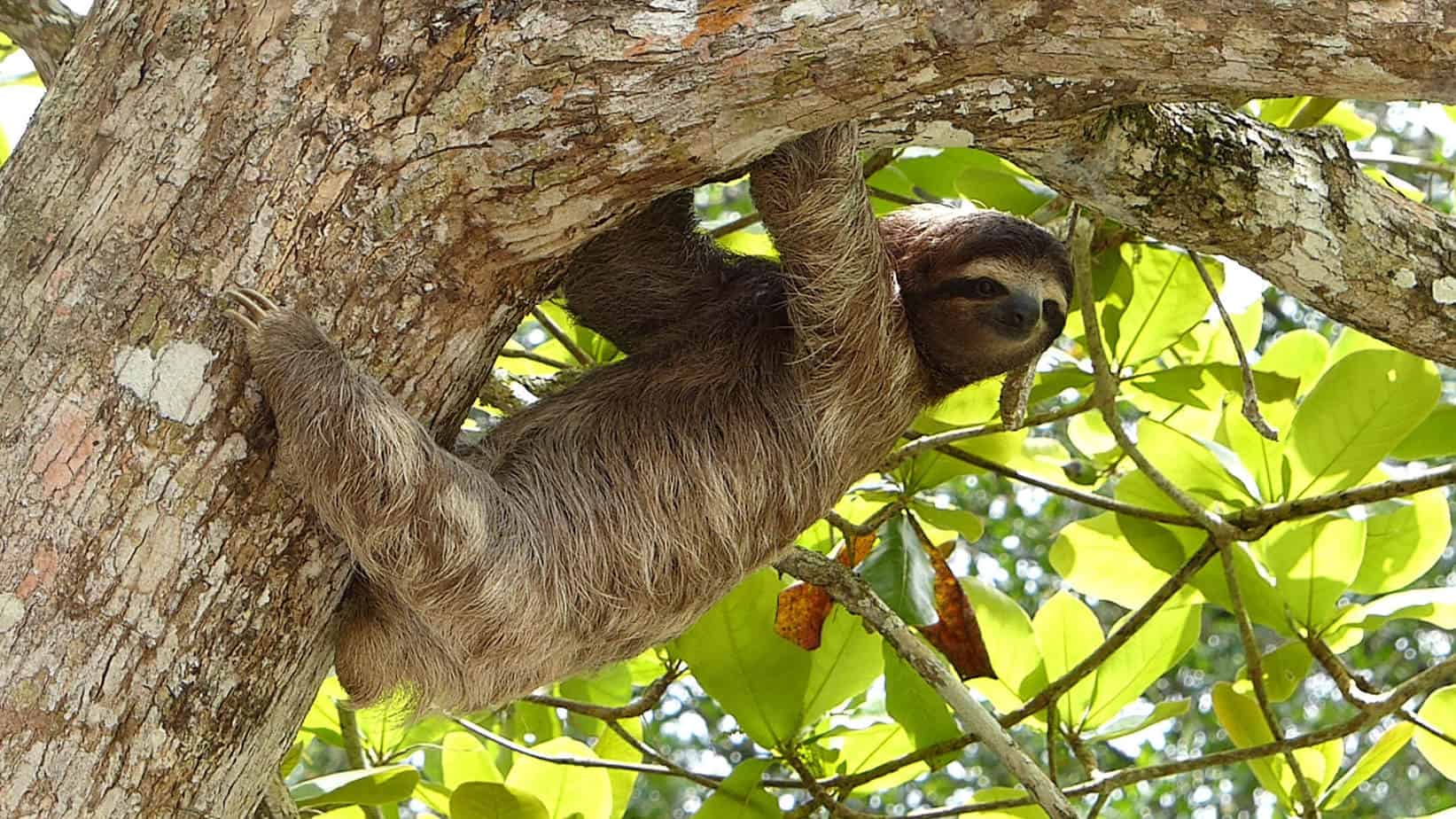 Sloth climbing a tree in Costa Rica, South America