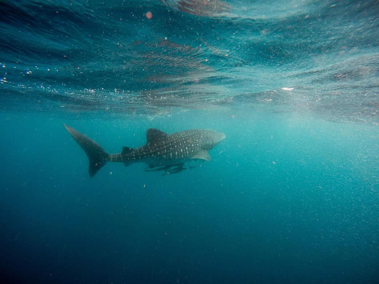 Whale Shark swimming in the ocean