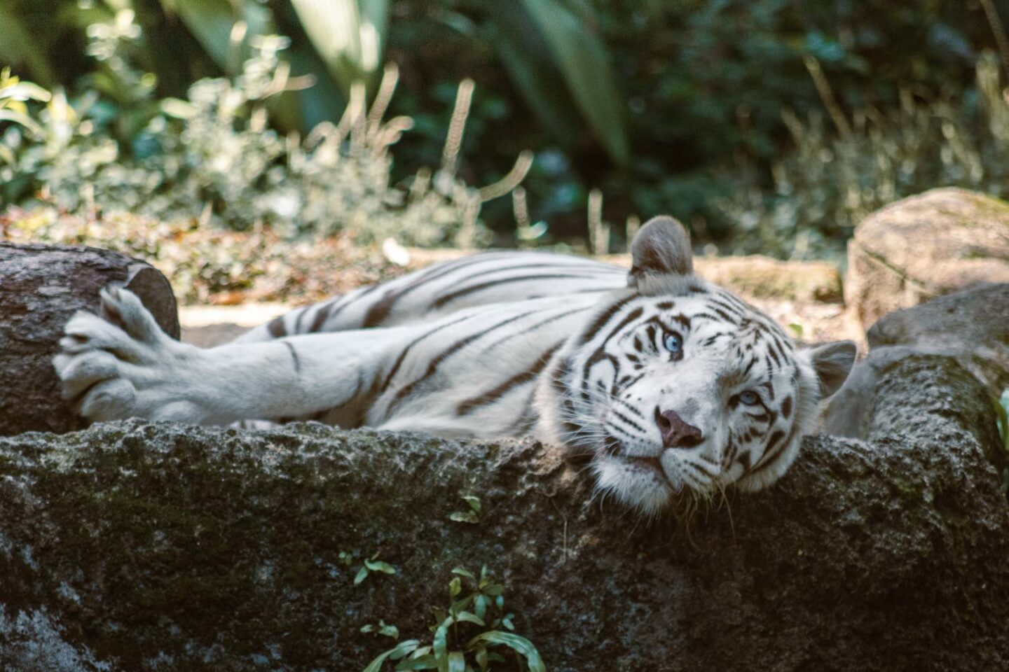 White tiger, Singapore Zoo guide