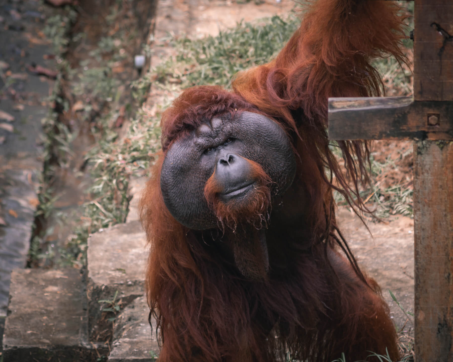 Male Orangutan in Borneo