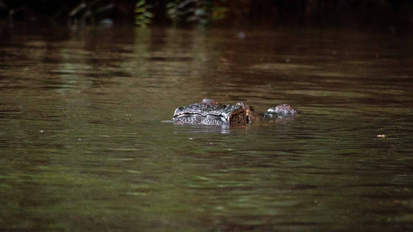 Crocodile in Kinabatangan Wildlife Sanctuary