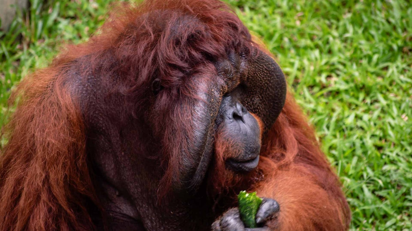 Male orangutan eating 