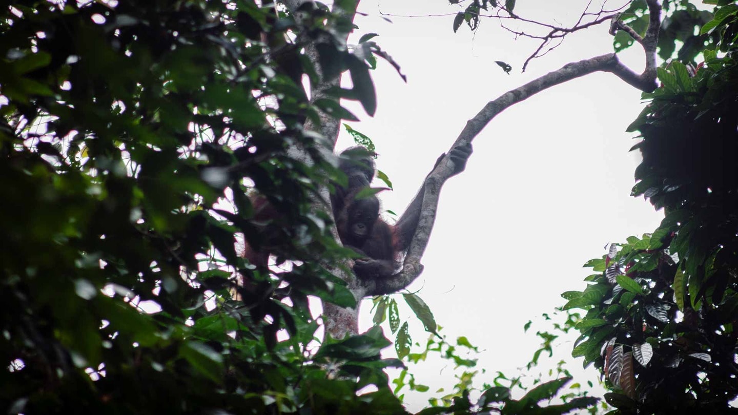 Orangutan in the Rainforest Discovery Centre, Borneo