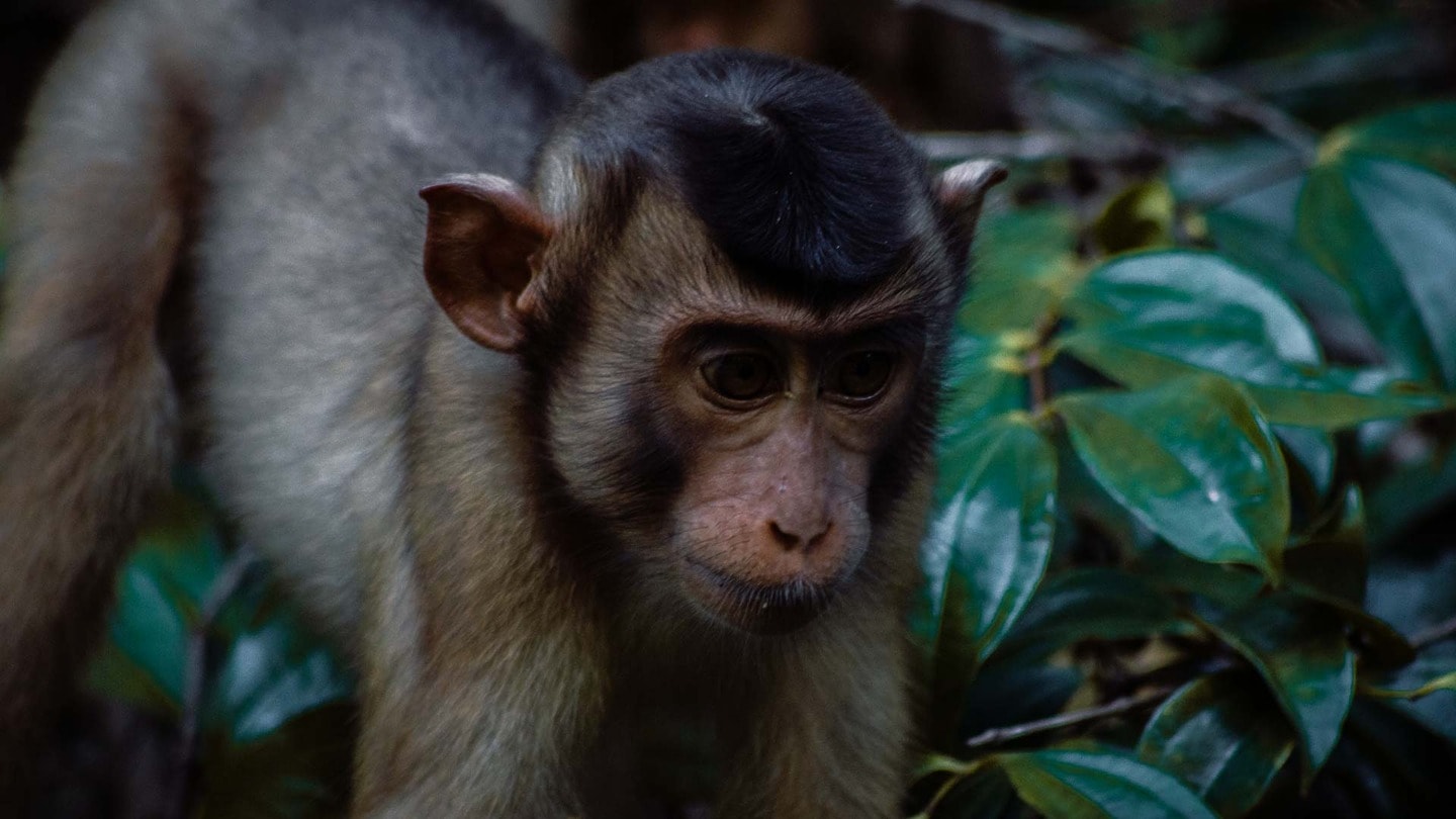 Kinabatangan River cruise, pig-tailed macaque