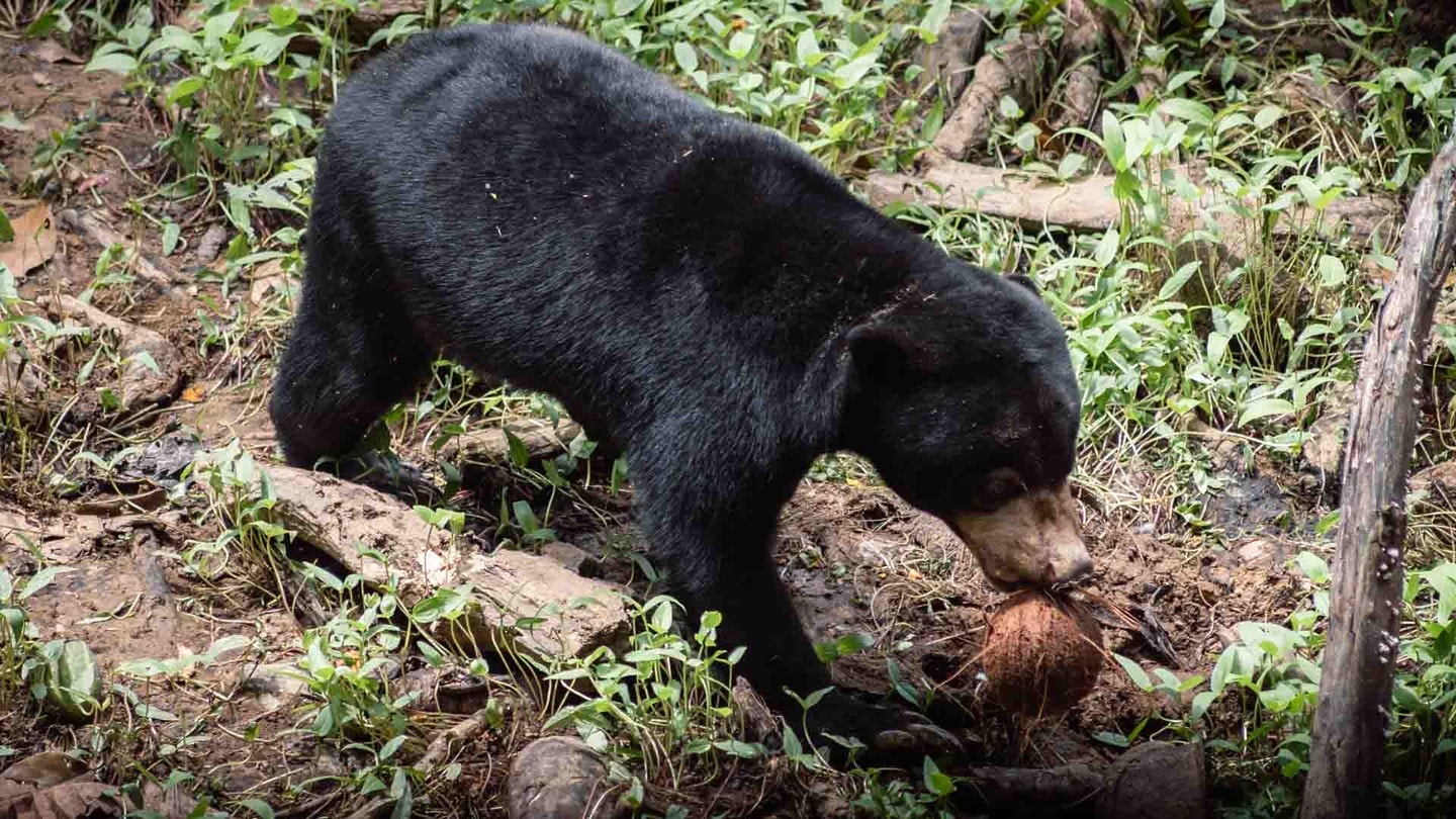 Sun Bear Sanctuary, Borneo itinerary