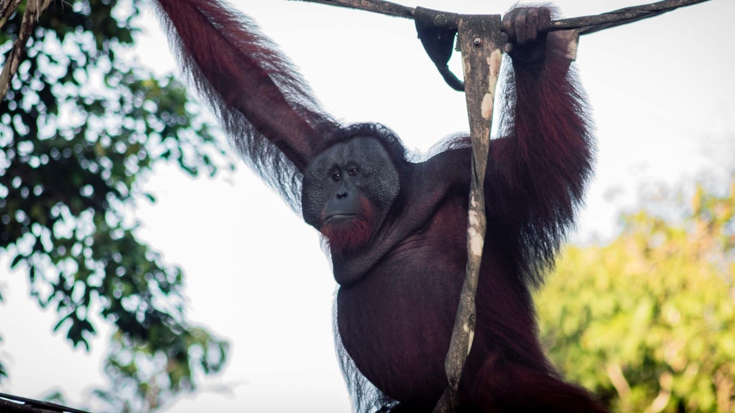 Wild orangutan in Borneo, Borneo itinerary