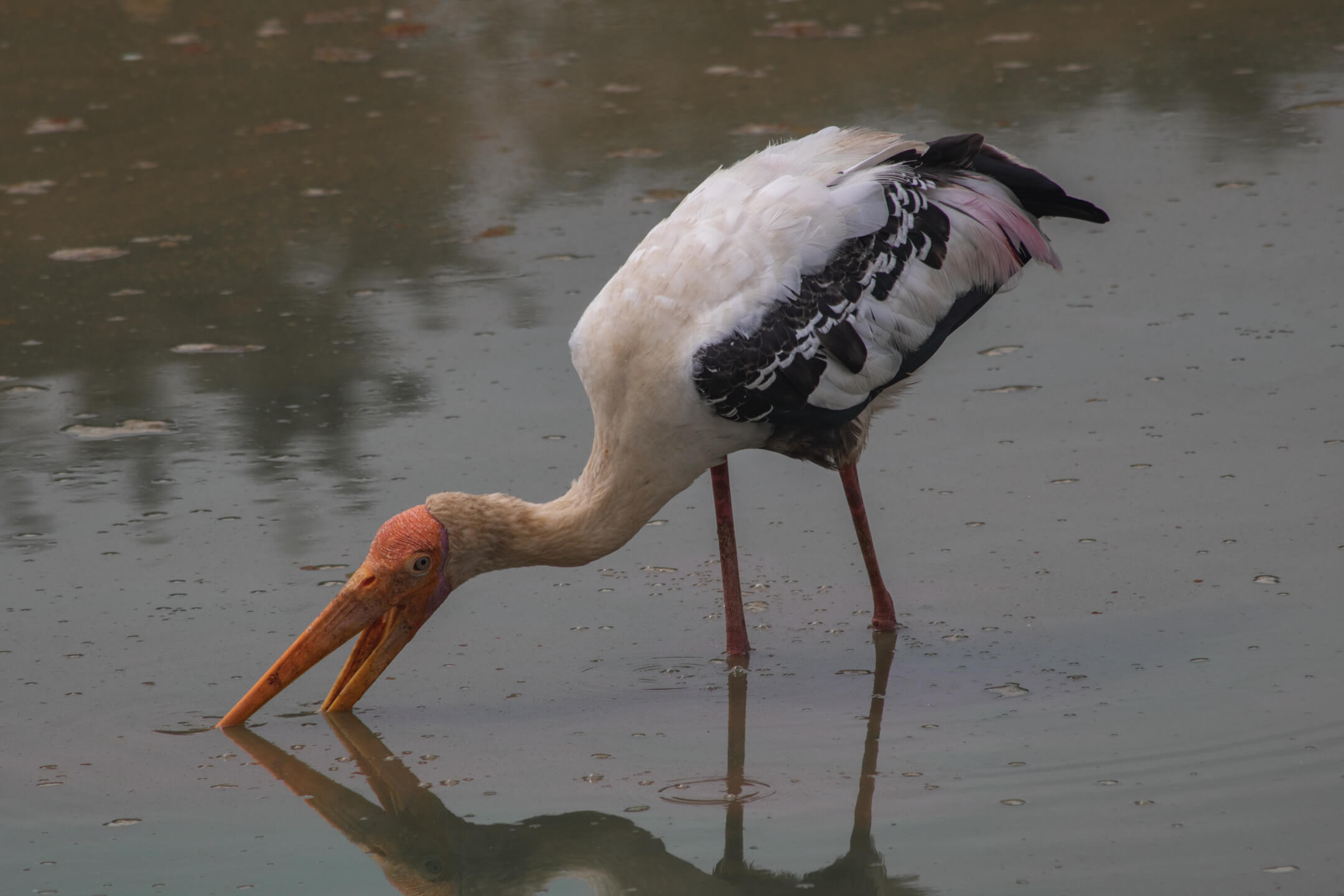 Stork in Sri Lanka