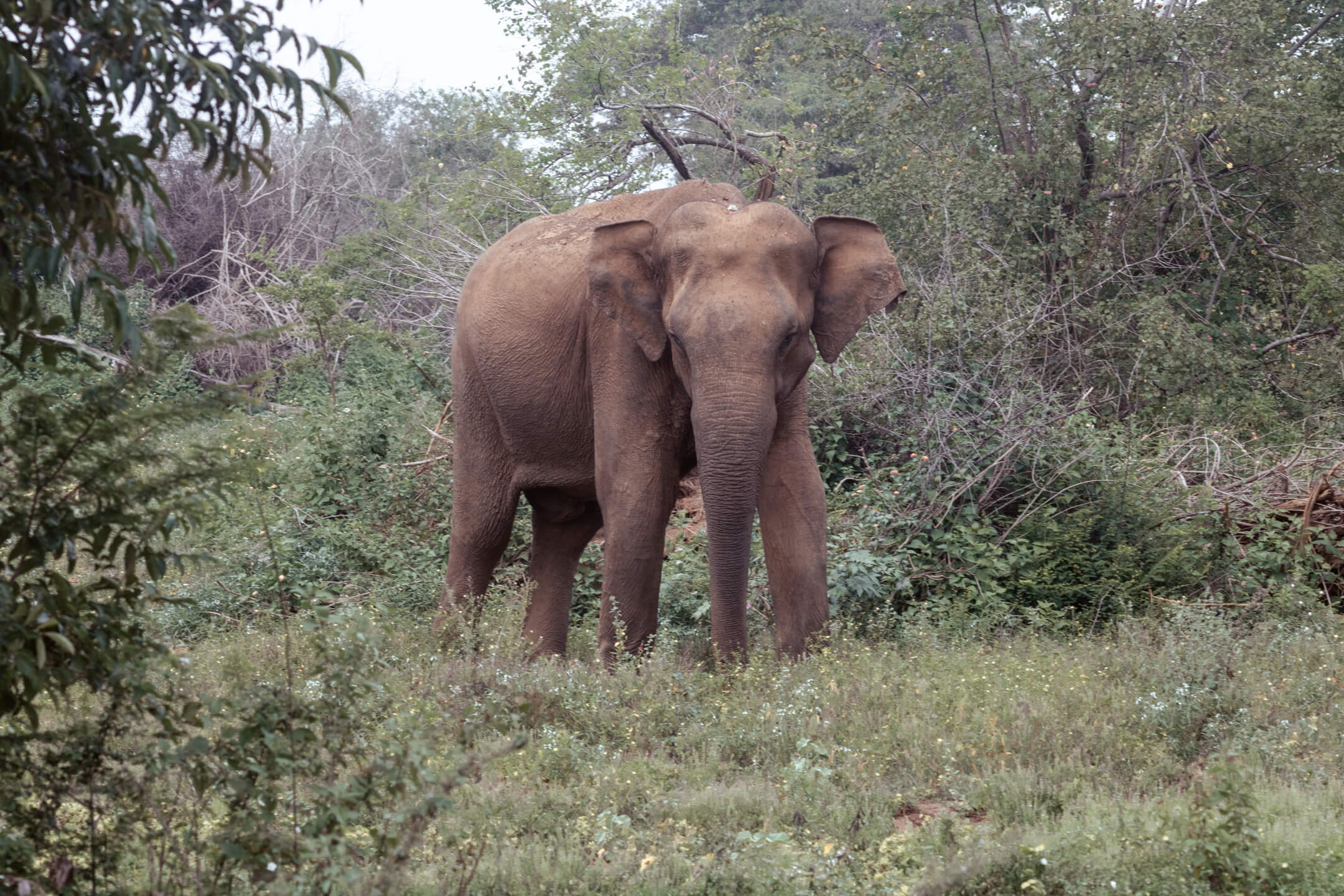 Wild elephant in Udawalawe National Park