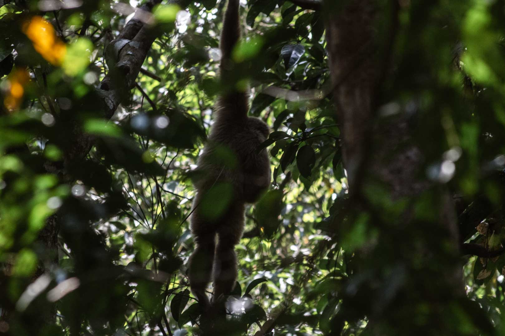 Gibbon in Gunung Leuser National Park, Sumatra