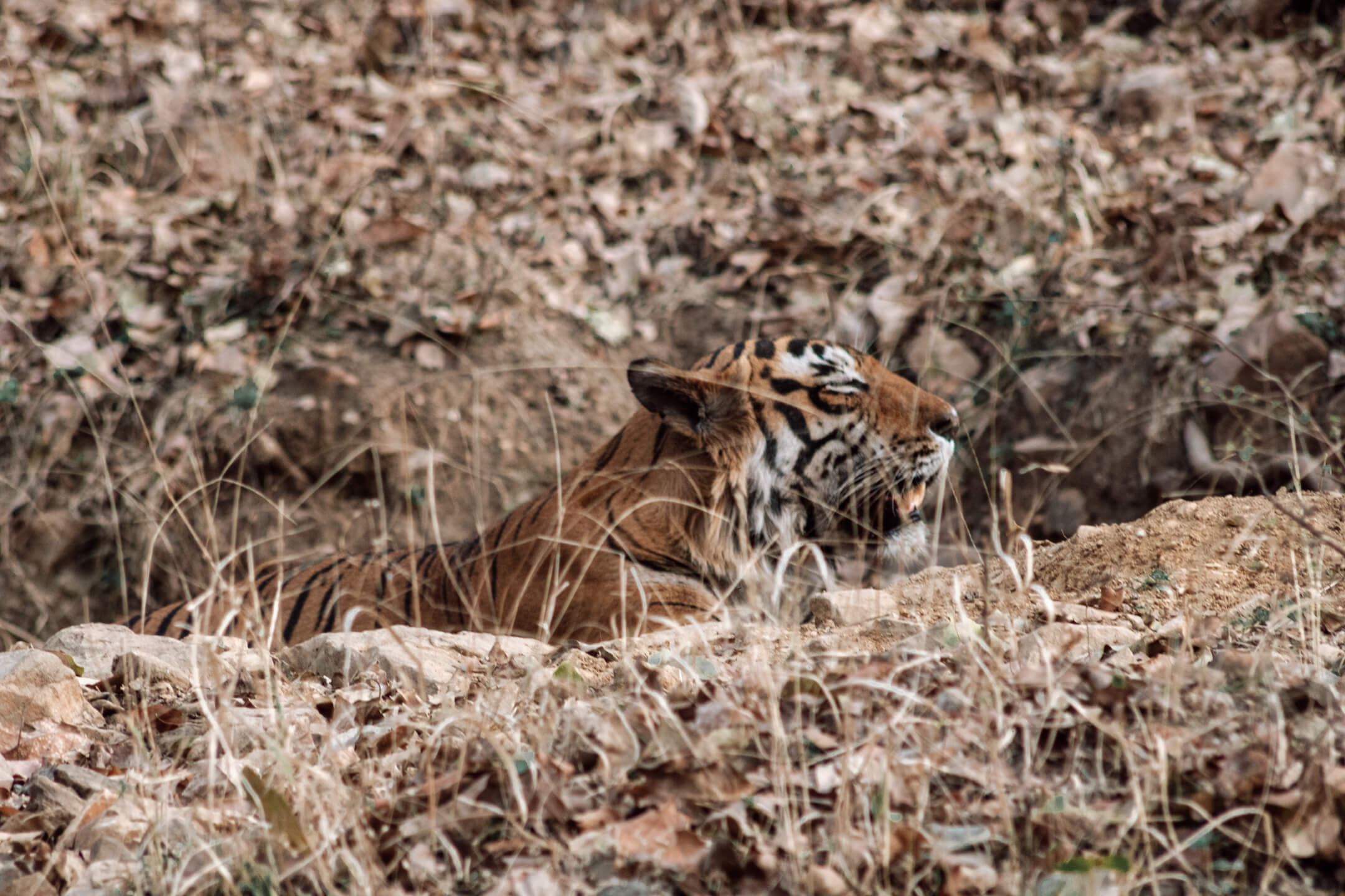 Royal Bengal Tiger we saw in Ranthambore National Park