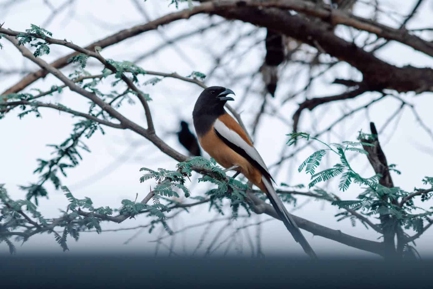 A bird found in Ranthambore National Park in India