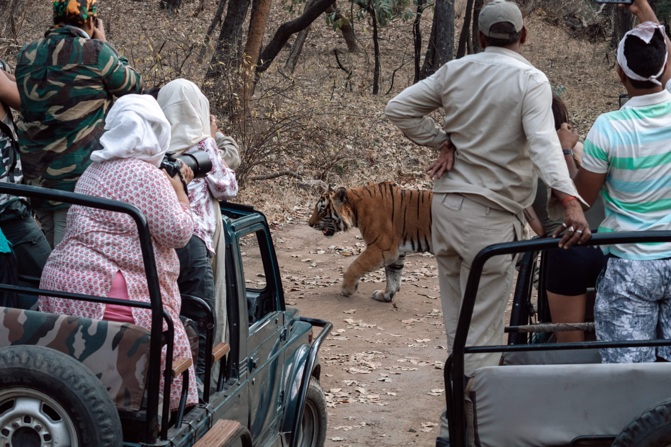 Wild Tiger - Safari in India