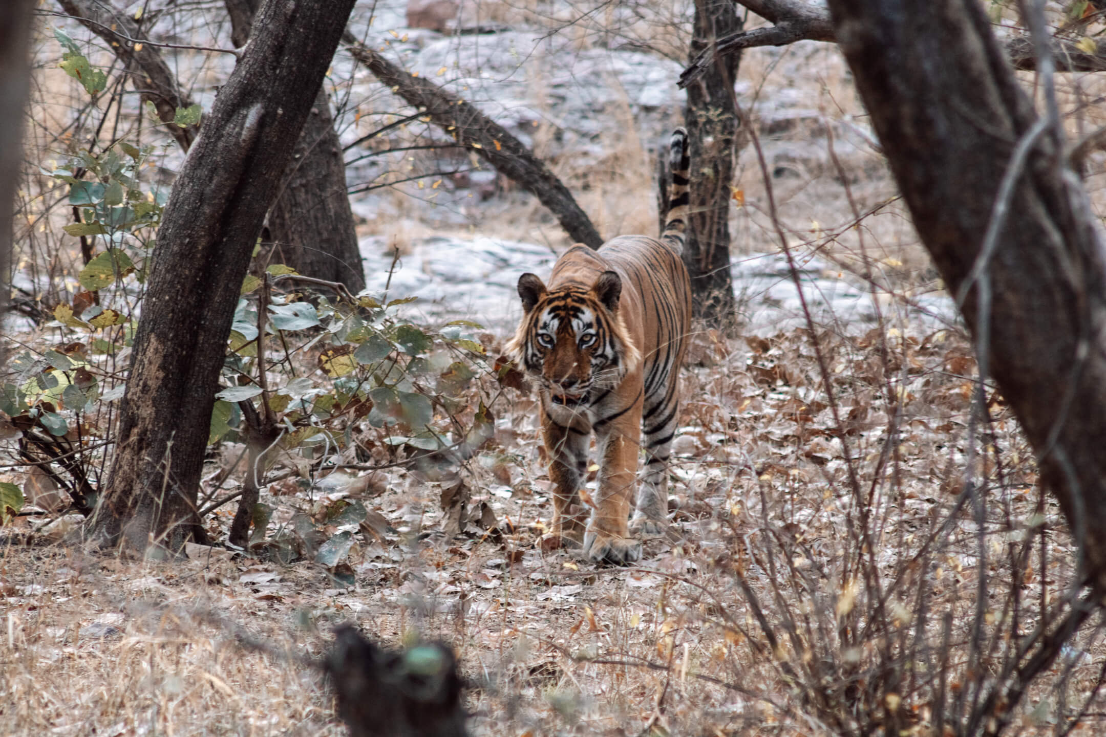 Bengal tiger in India