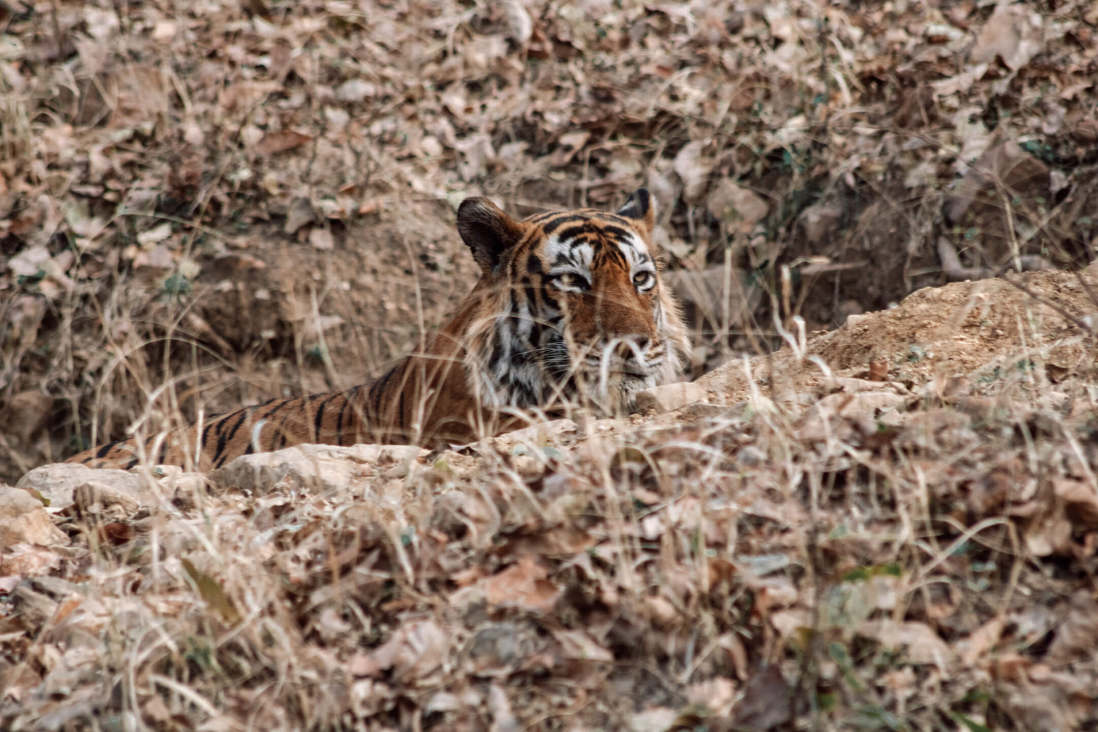 Tiger in Rantambore National Park - India