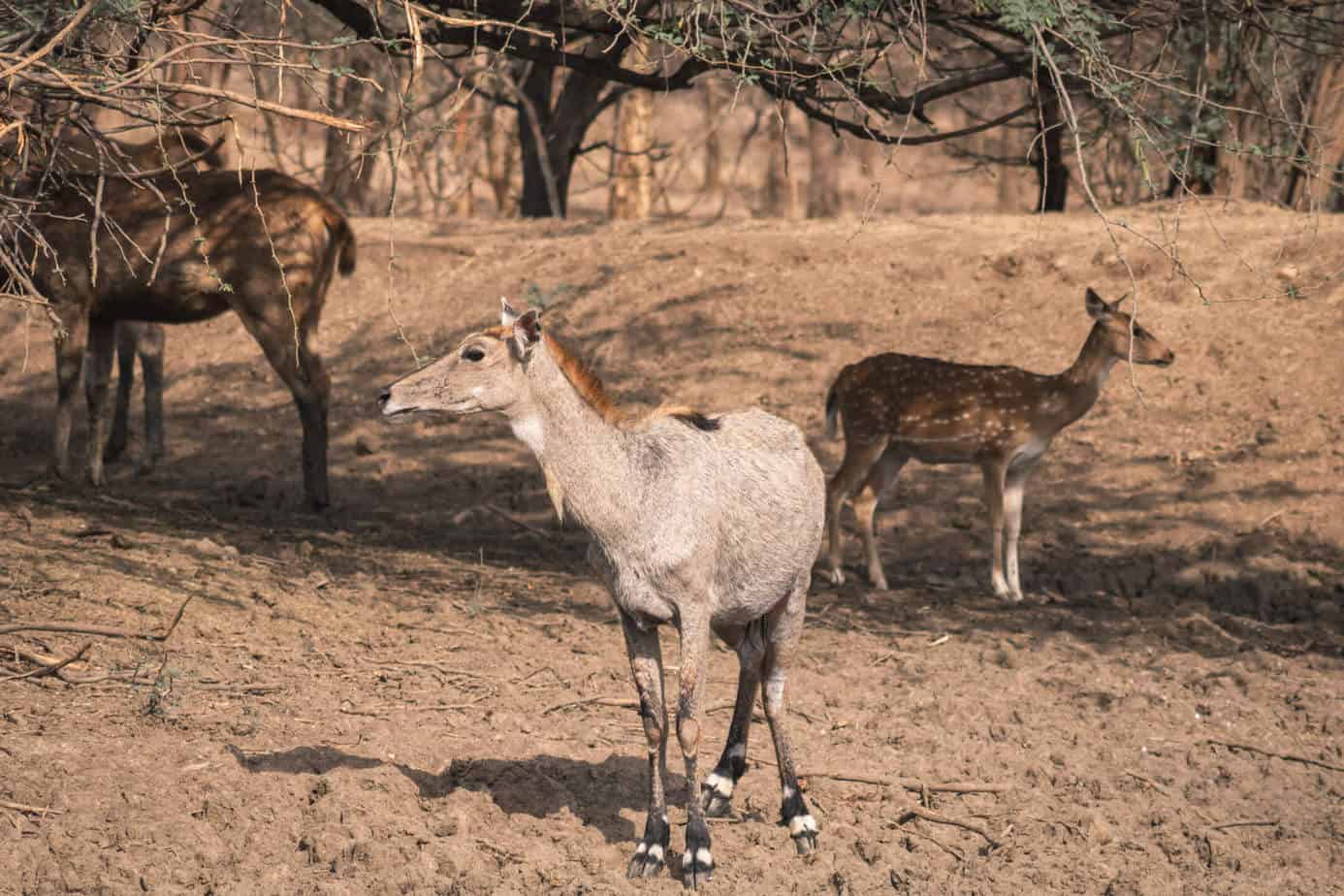 Antelope in Ranthambore national park