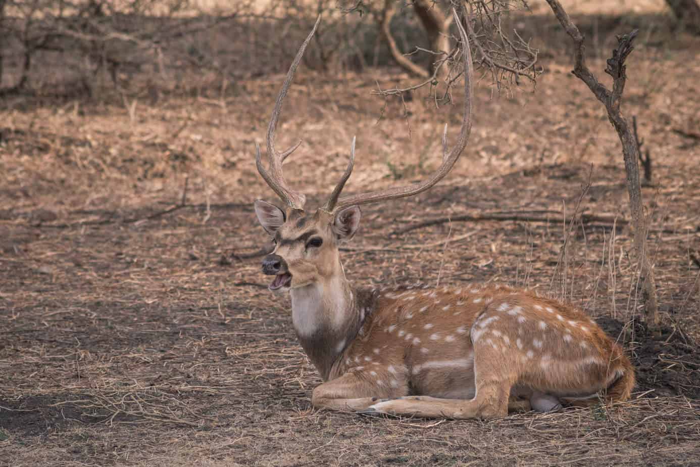 Spotted deer, India