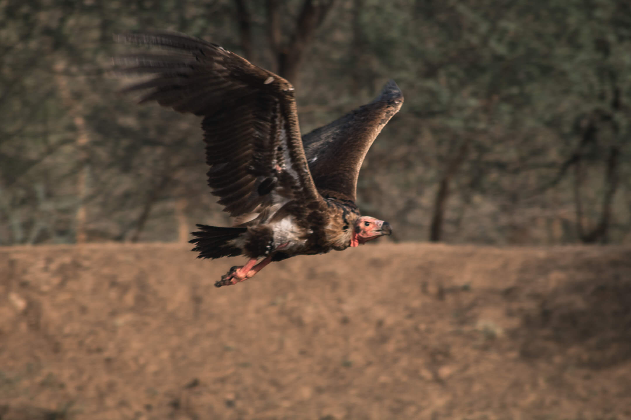 A vulture in Ranthambore National Park