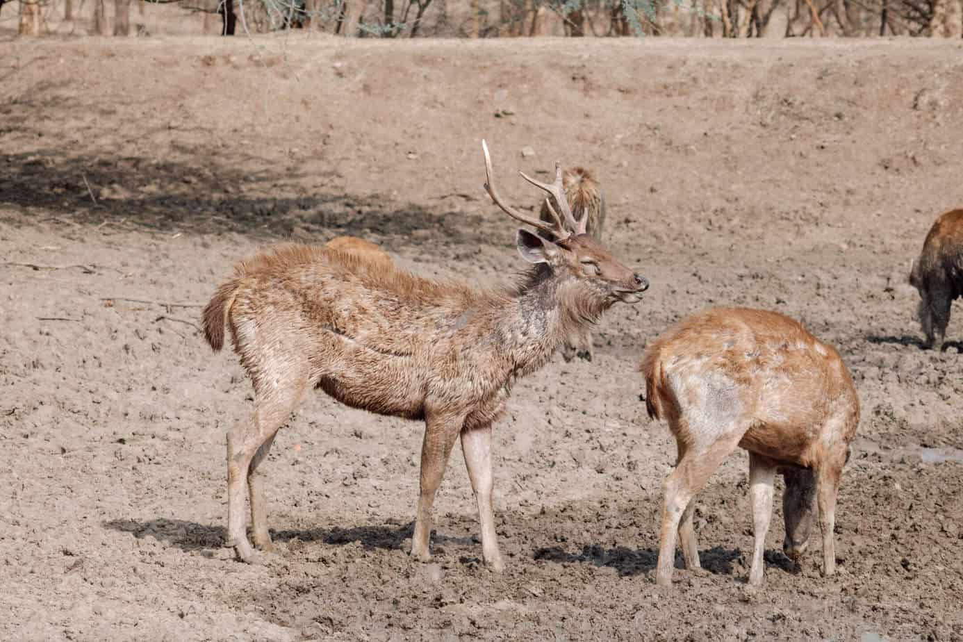 Sambar Deer in Ranthambore National Park in India