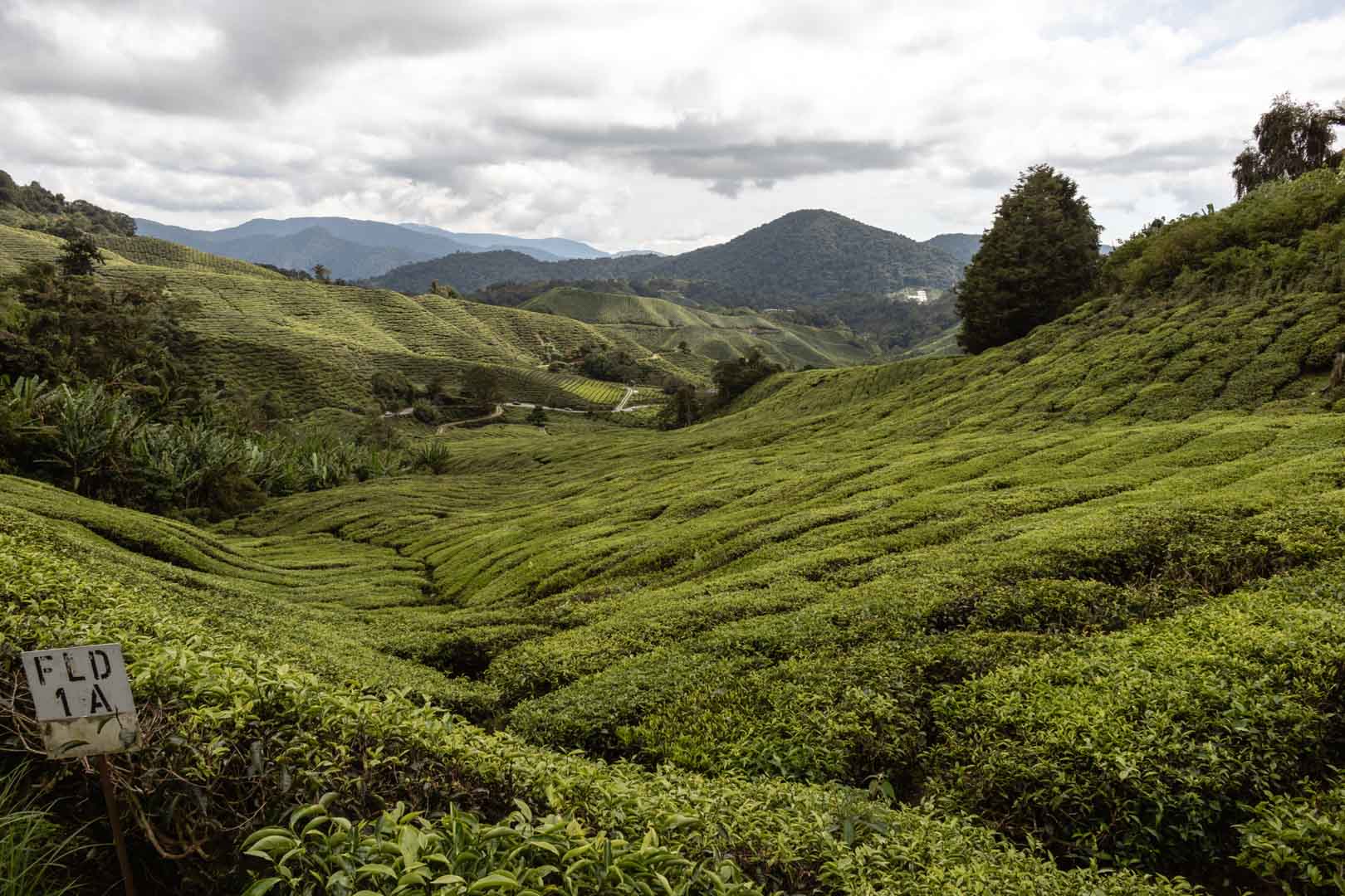 Boh Tea Plantation in Malaysia