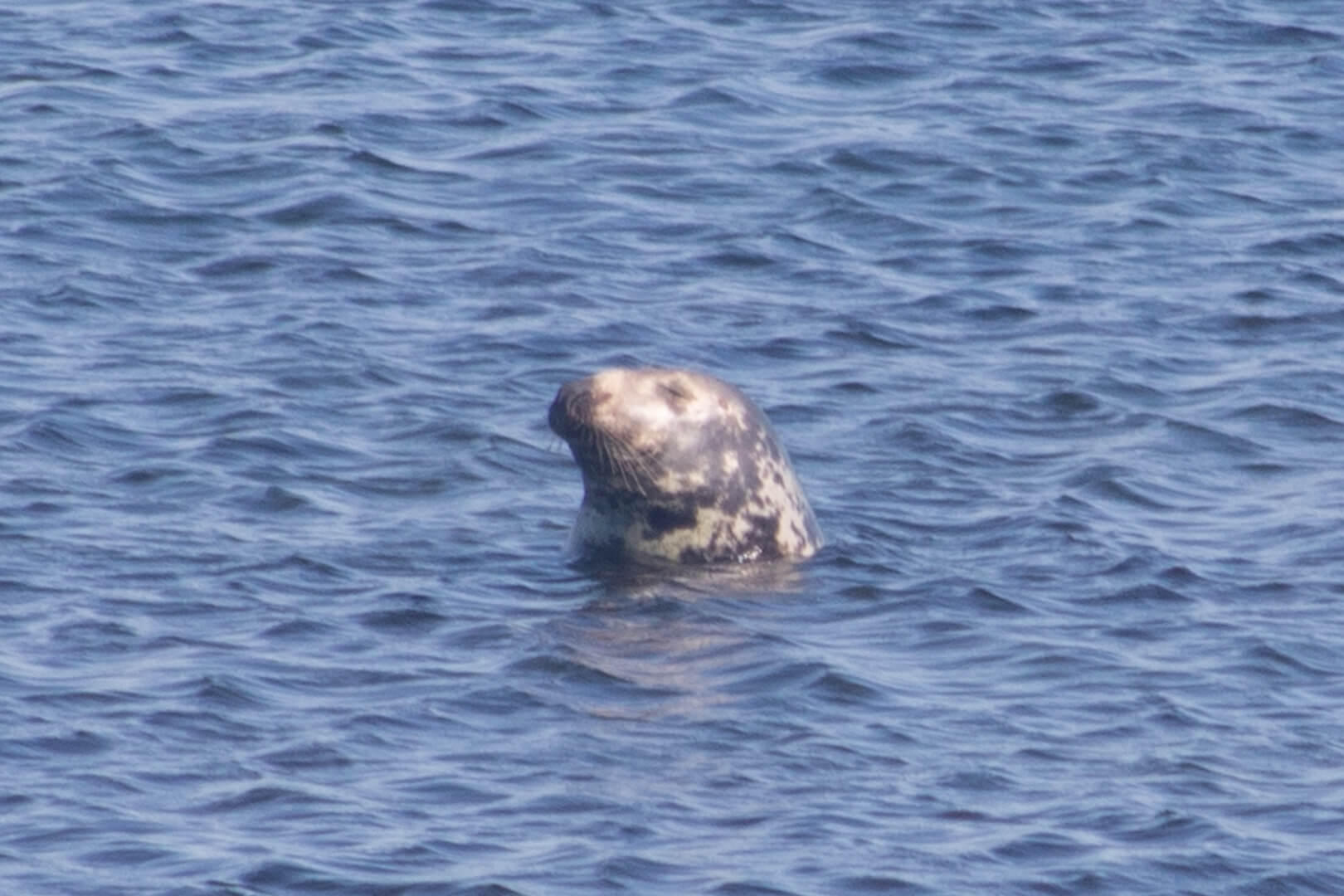 Seal Colony Inishmore