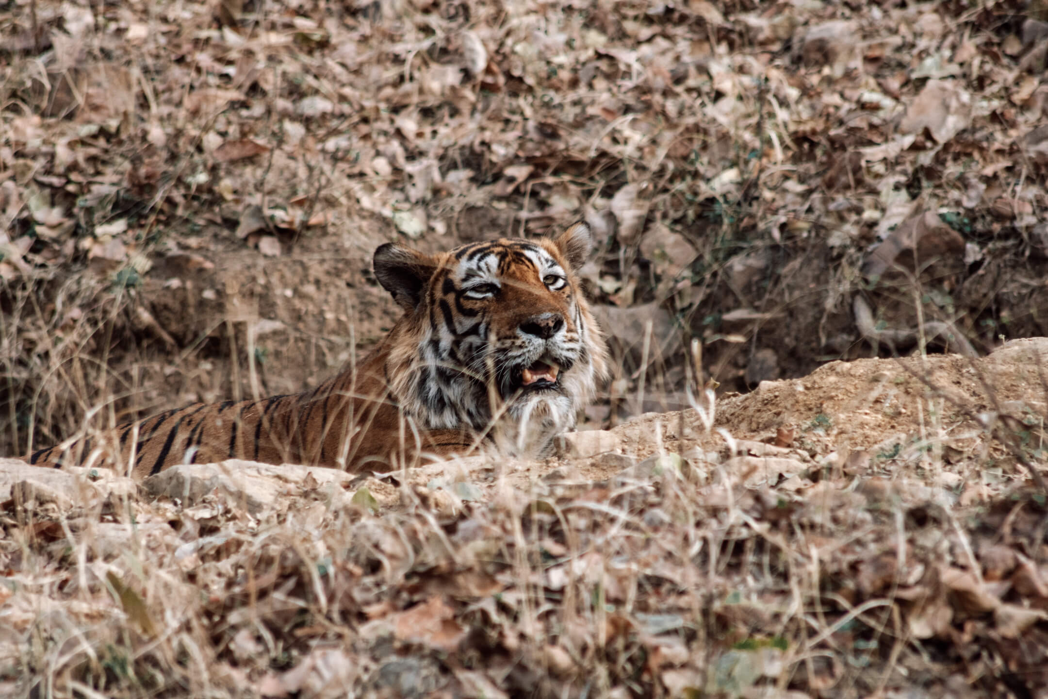 Tiger at Ranthambore National Park