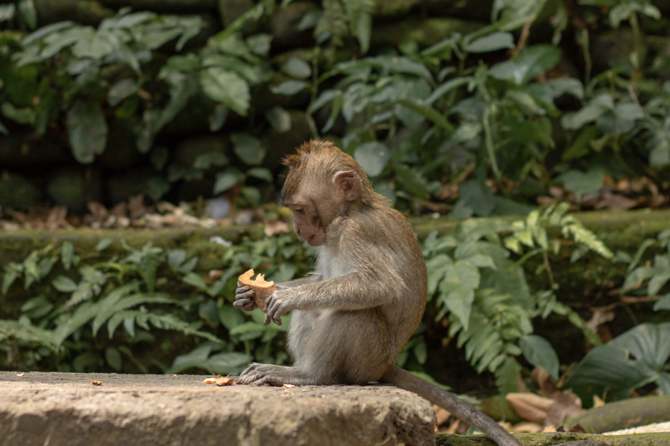 The Ultimate Guide To The Ubud Monkey Forest In Bali