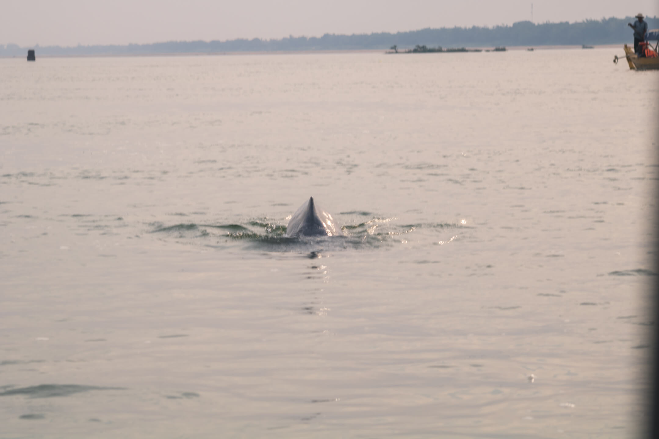 Irrawaddy dolphin in Kratie Cambodia