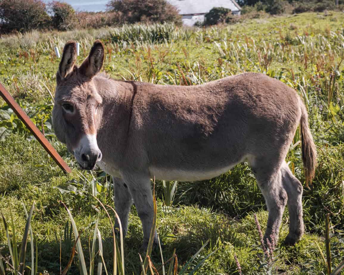 donkey in Roundstone, Connemara