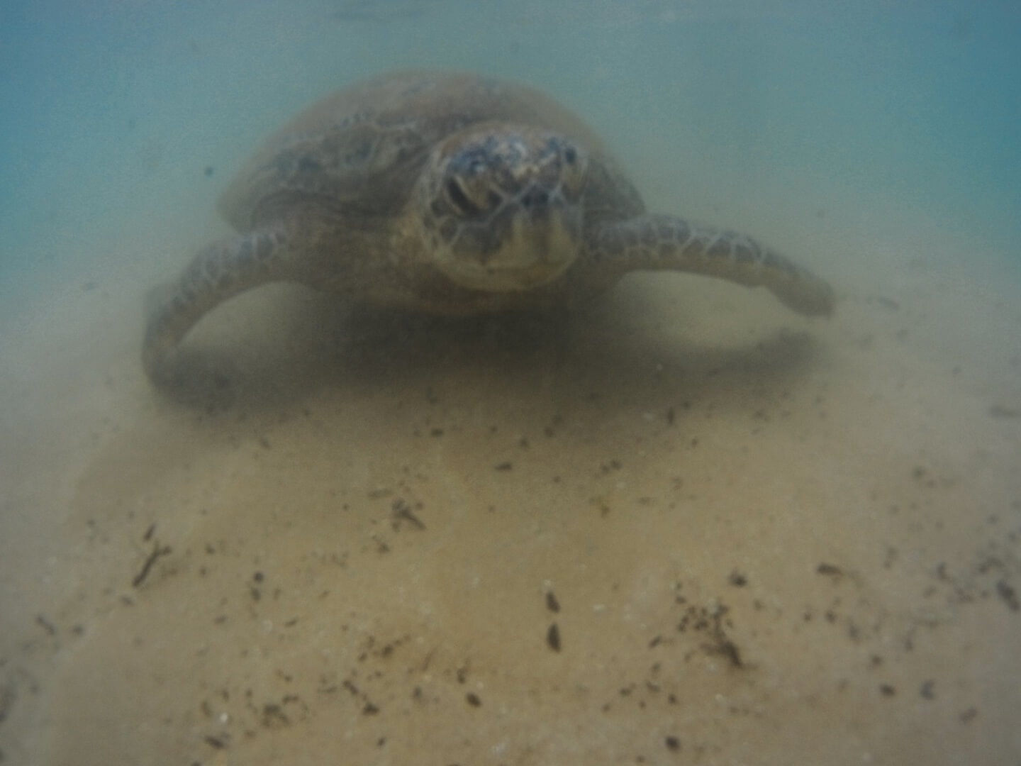 Underwater photograph of a turtle in Sri Lanka