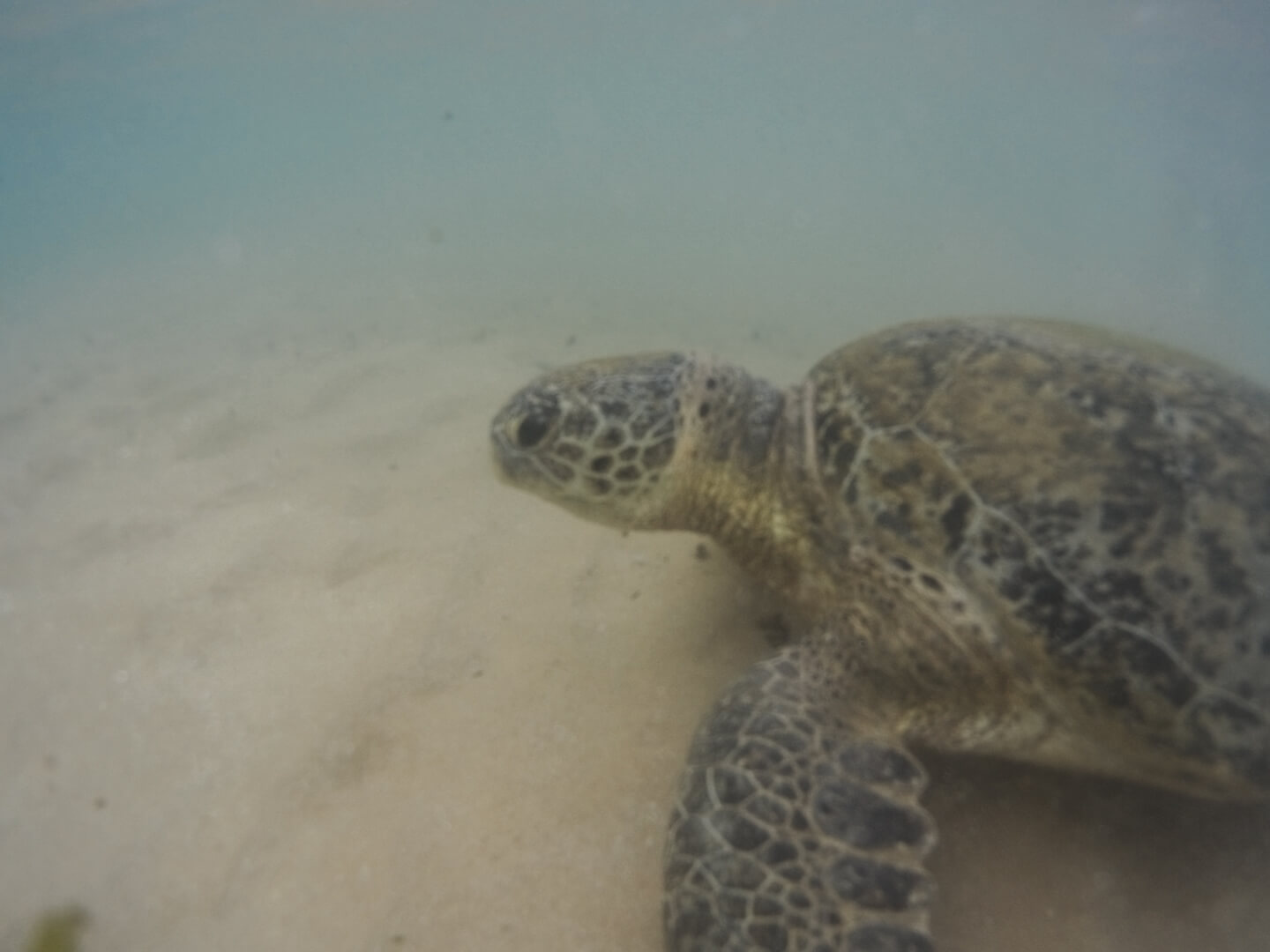 Turtle swimming in Sri Lanka