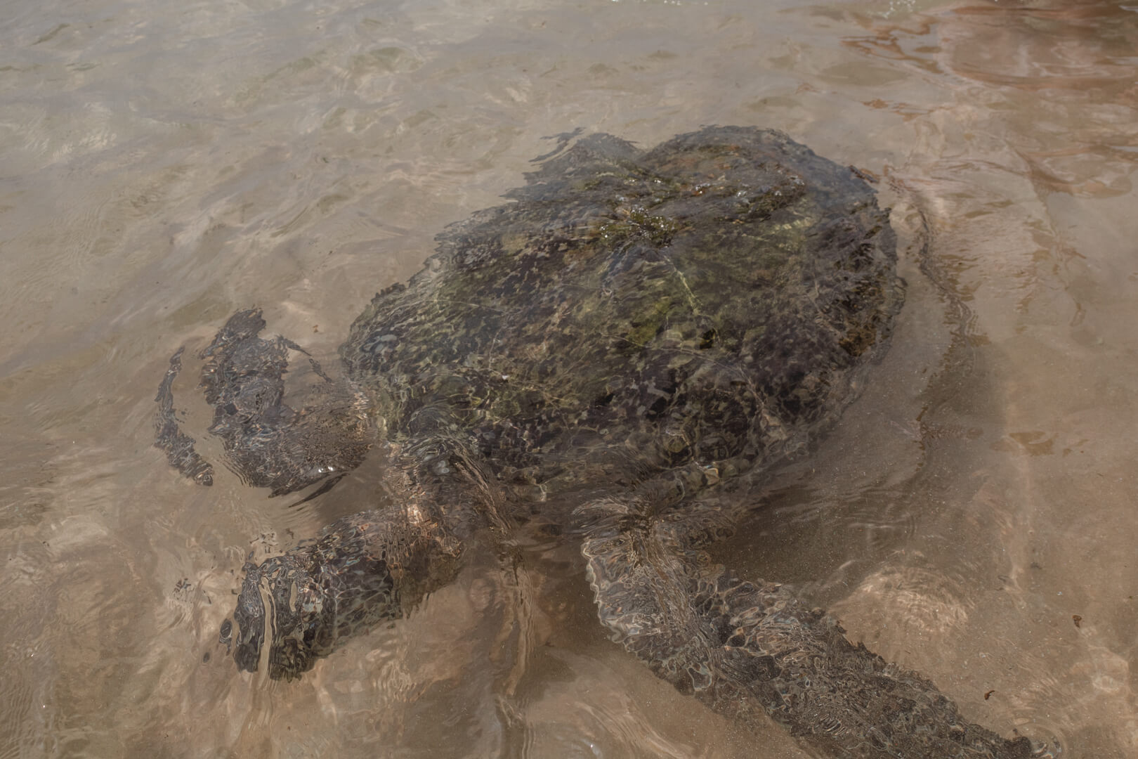 Sea turtle swimming in Hikkaduwa, Sri Lanka