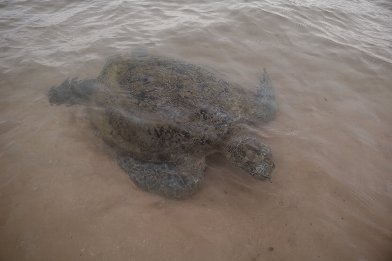 Turtle at Hikkaduwa Beach, Sri Lanka