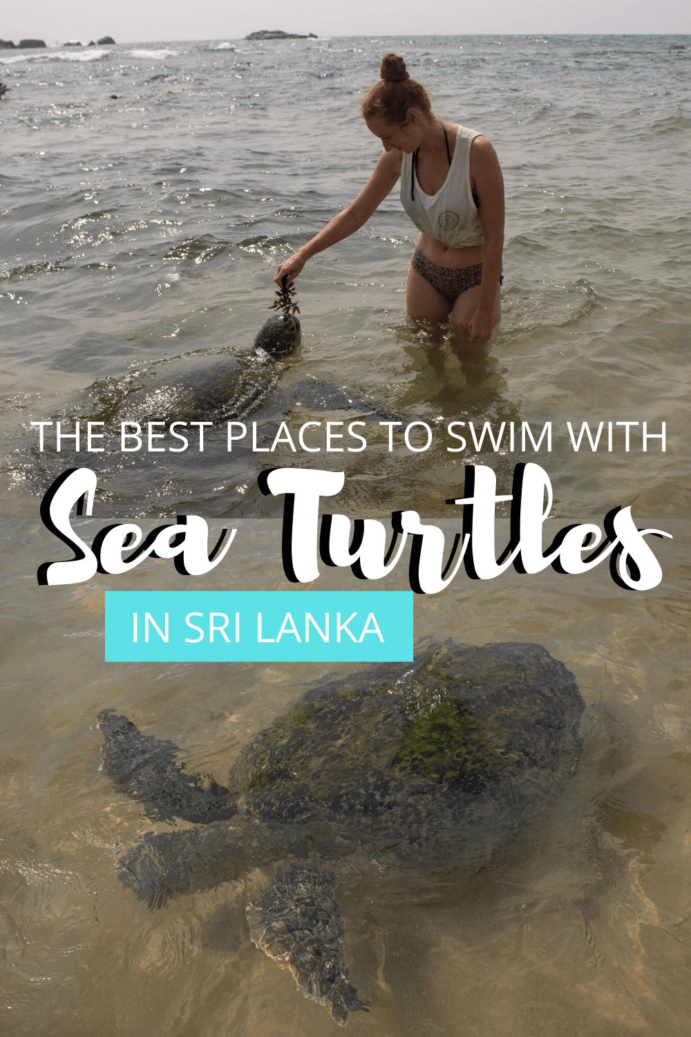 turtles in Sri Lanka