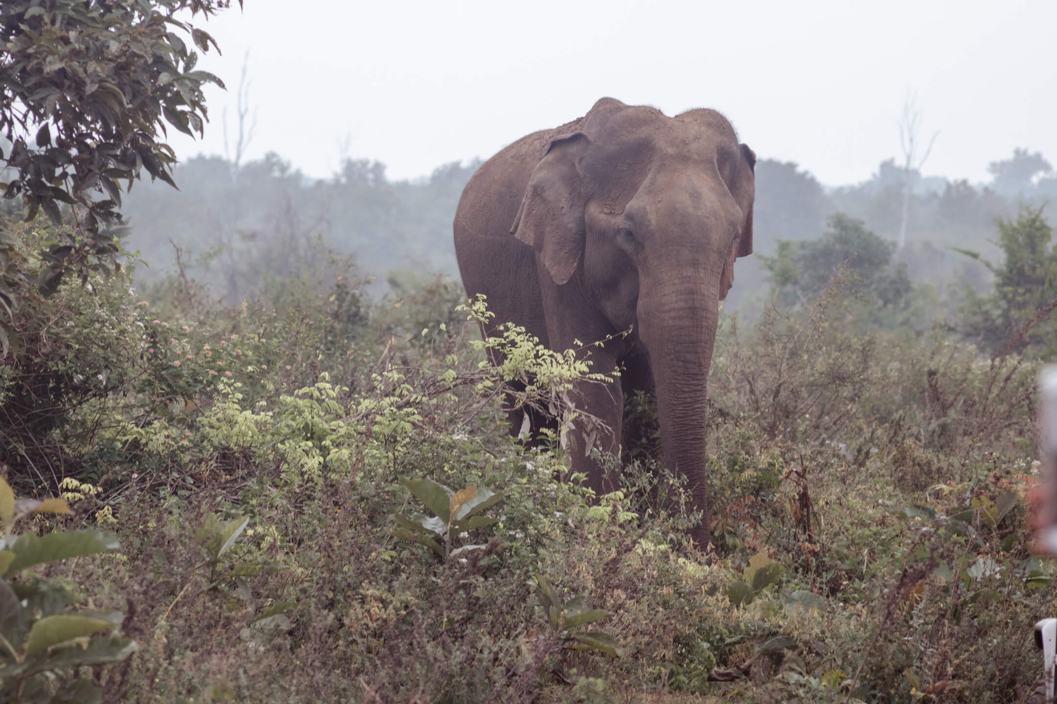 Wild elephant in Udawalawe National Park, Sri Lanka
