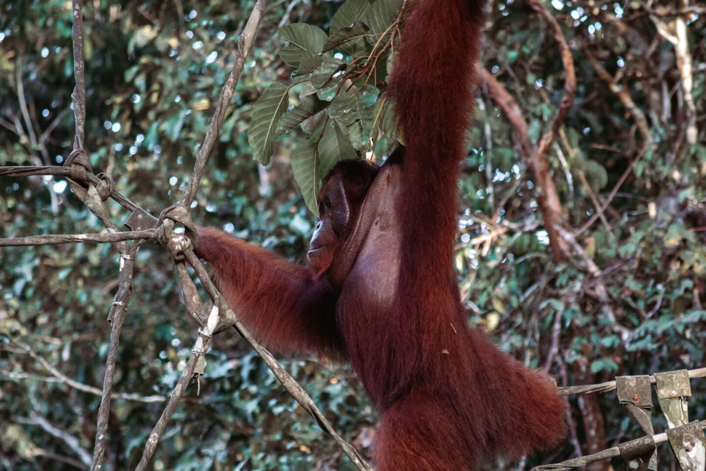 Orangutan in Malaysian Borneo