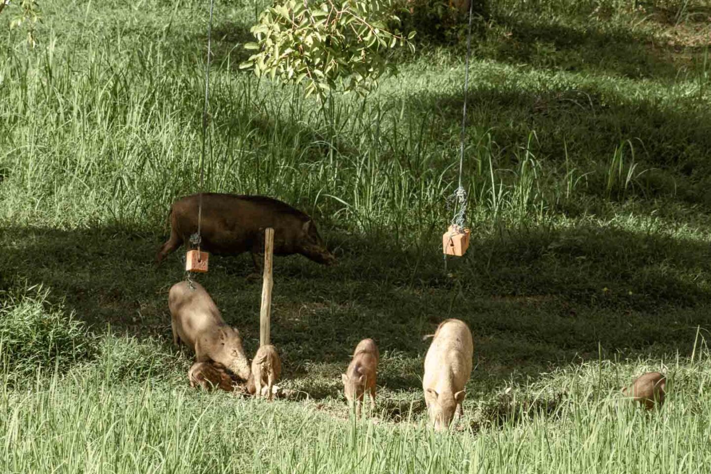 wild boar in Taman Negara