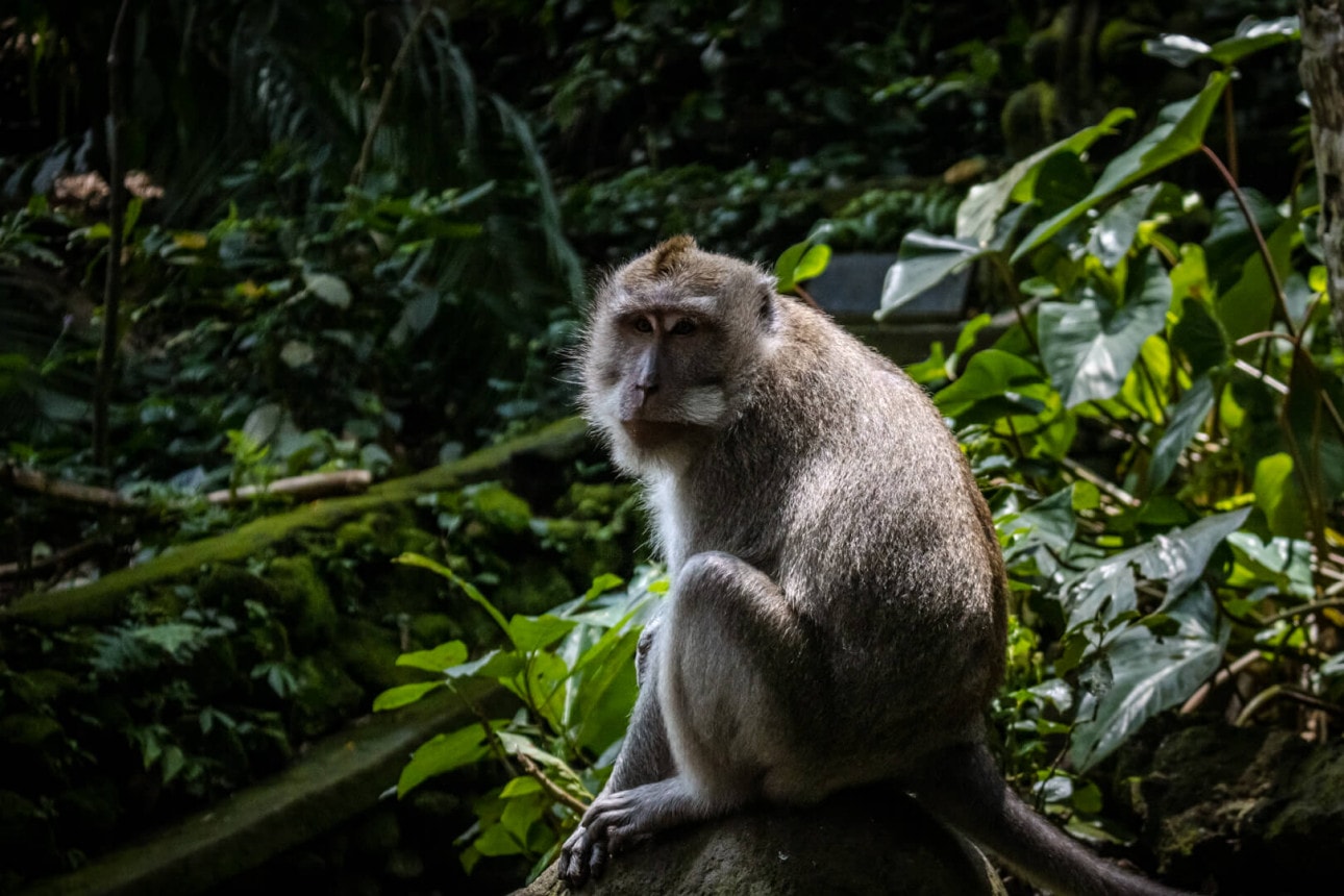 Macaque monkey in Malaysia