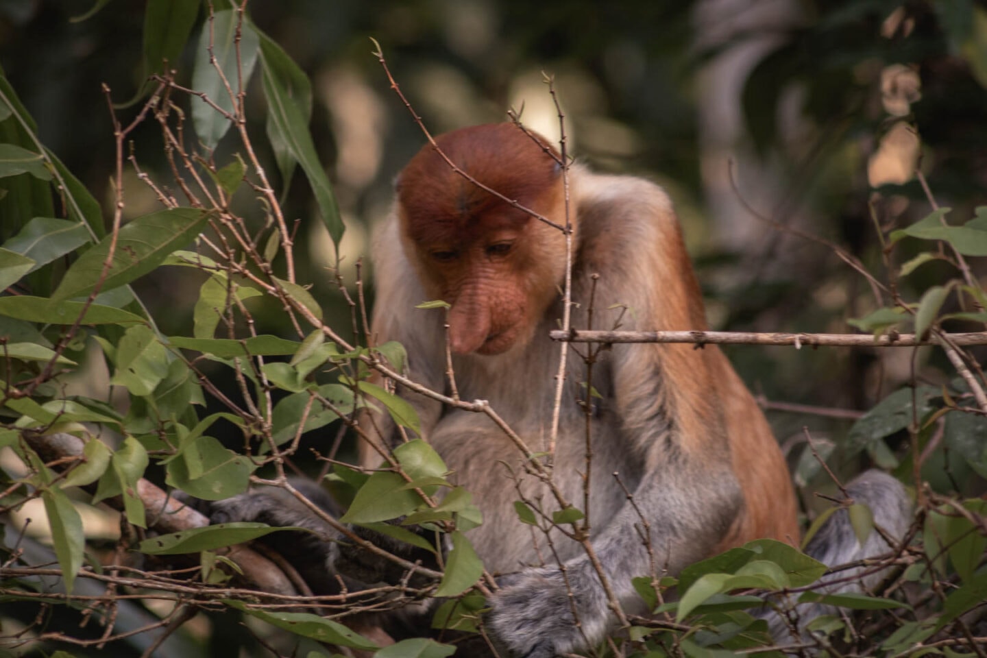 proboscis monkey, Bako National Park