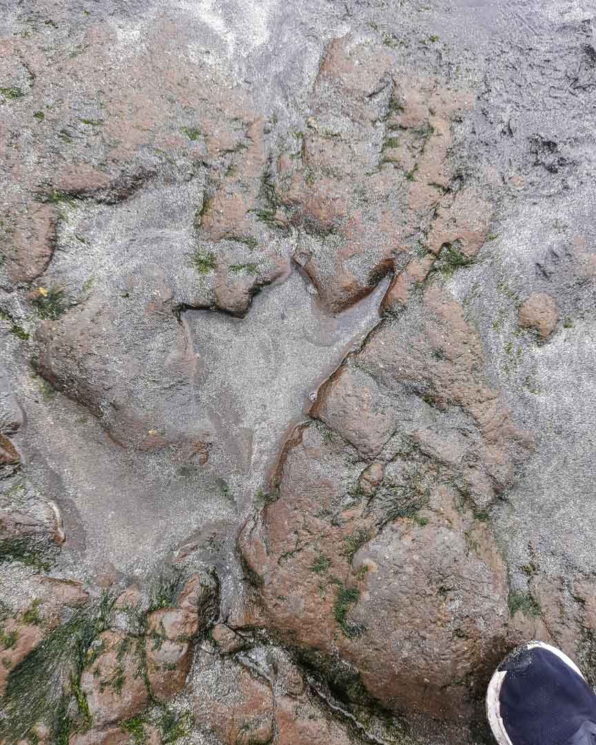 Dinosaur footprint in Skye
