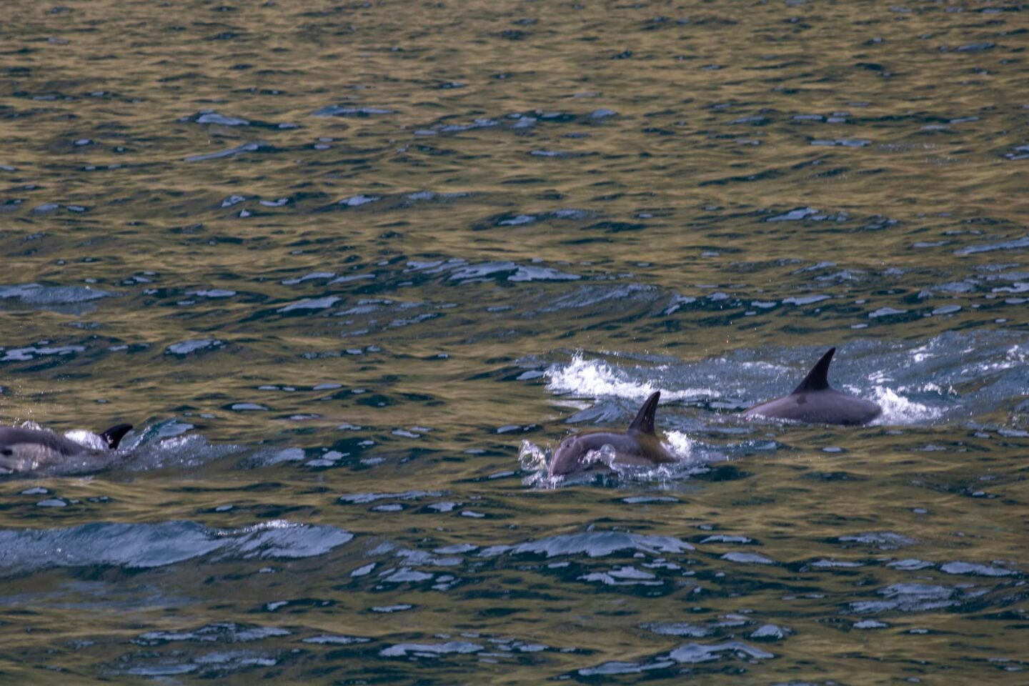 Dolphins in Elgol, Isle of Skye