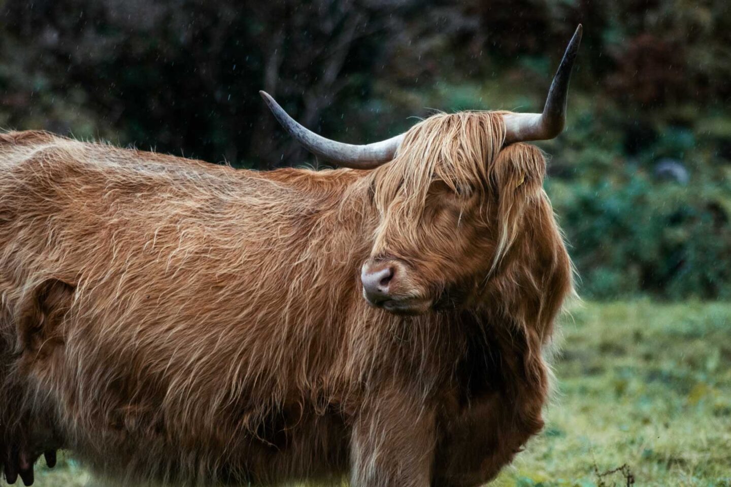 Highland Cow on the Isle of Skye